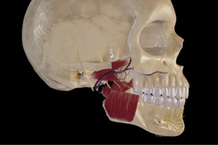 Resection of infratemporal fossa tumors